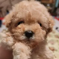 Tiny girl, a female Maltese and Poodle - Toy  for sale in Watsonville, CA – Photo 2 of 5