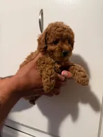 Smaller female, a female Poodle - Toy  for sale in Watsonville, CA – 2 of 4