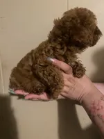Male1, a male Poodle - Toy  for sale in Watsonville, CA – 3 of 5