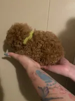 Green collar male, a male Poodle - Toy  for sale in Watsonville, CA – 2 of 5