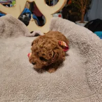 Teddy, a male Poodle - Toy  and Poodle - Miniature  for sale in Watsonville, CA – Photo 3 of 3