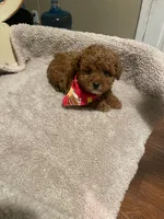 Teddy, a male Poodle - Toy  and Poodle - Miniature  for sale in Watsonville, CA – Photo 1 of 3