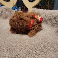 Teddy, a male Poodle - Toy  and Poodle - Miniature  for sale in Watsonville, CA – Photo 2 of 3