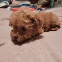 White collar , a female Poodle - Toy  for sale in Watsonville, CA – Photo 2 of 5