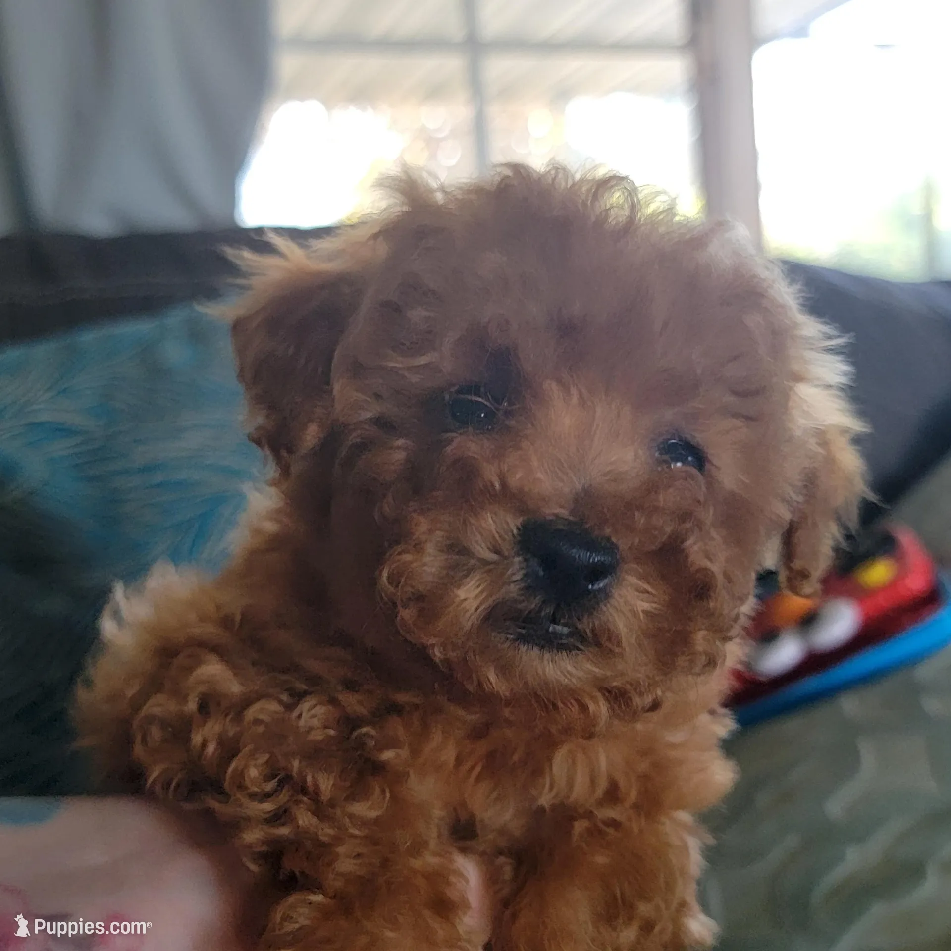 White collar  – Poodle - Toy  puppy for sale in Watsonville, CA