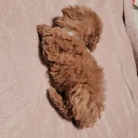 White collar , a female Poodle - Toy  for sale in Watsonville, CA – Photo 4 of 5