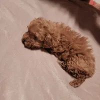 White collar , a female Poodle - Toy  for sale in Watsonville, CA – Photo 3 of 5