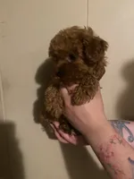 Male1, a male Poodle - Toy  for sale in Watsonville, CA – 4 of 5