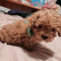 Dark green collar, a male Poodle - Toy  for sale in Watsonville, CA – Photo 3 of 5