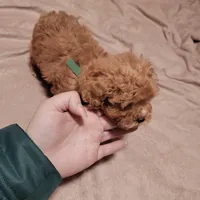 Dark green collar, a male Poodle - Toy  for sale in Watsonville, CA – Photo 5 of 5