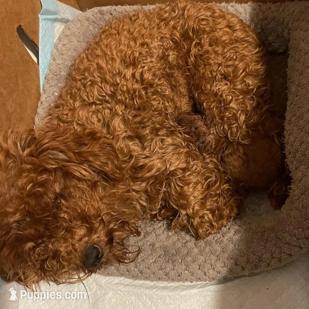 Dark green collar, a male Poodle - Toy  for sale in Watsonville, CA – Photo 2 of 5