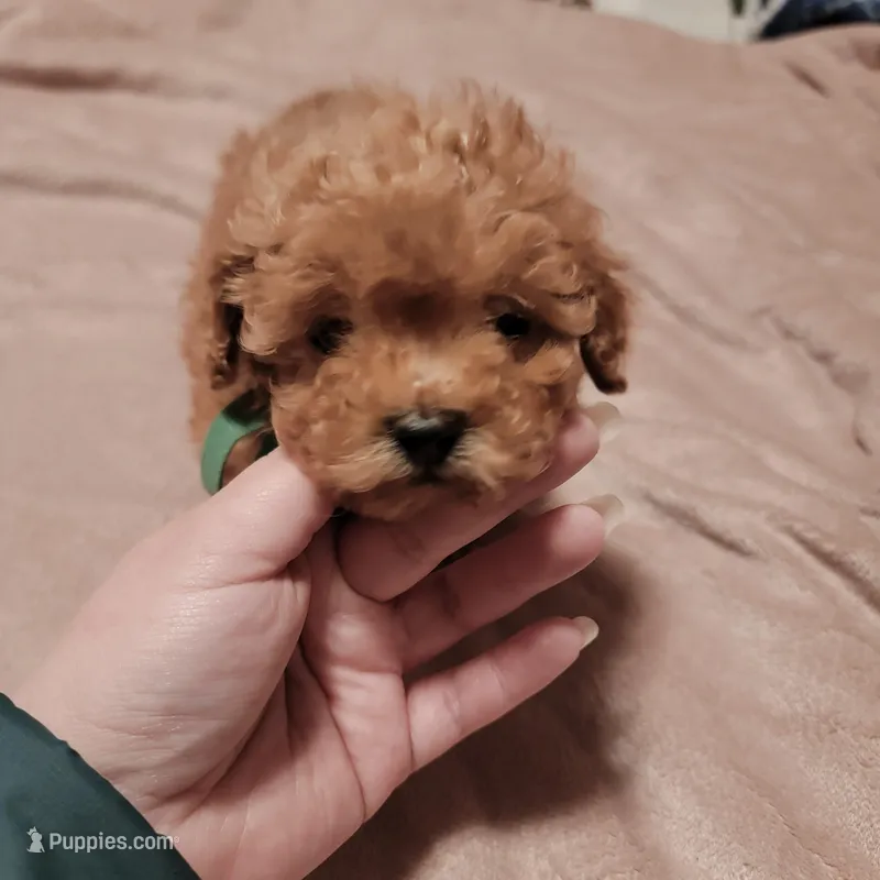Dark green collar – Poodle - Toy  puppy for sale in Watsonville, CA