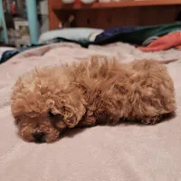 Dark green collar, a male Poodle - Toy  for sale in Watsonville, CA – Photo 4 of 5