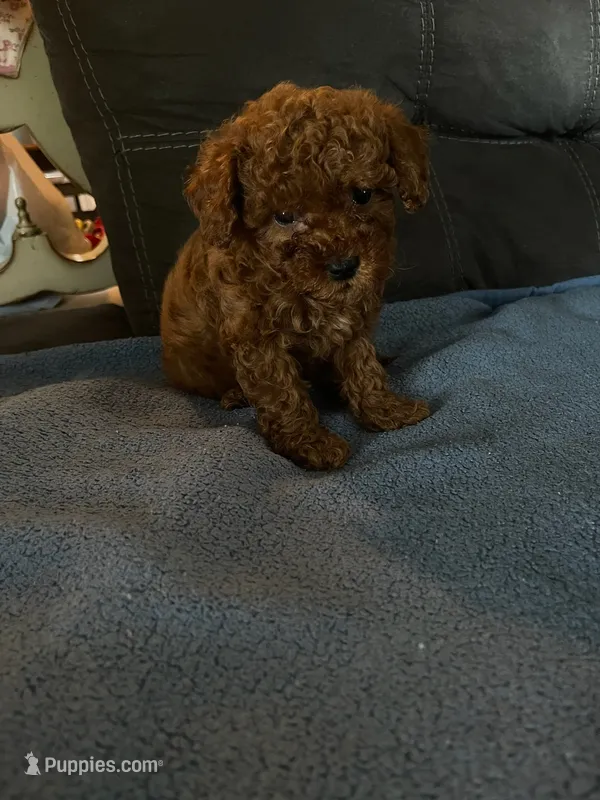 Male 2 – Poodle - Toy  puppy for sale in Watsonville, CA