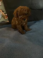 Male 2, a male Poodle - Toy  for sale in Watsonville, CA – 1 of 2