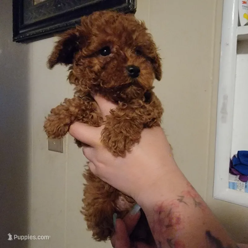 Male 2 – Poodle - Toy  puppy for sale in Watsonville, CA