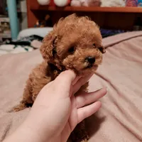 Purple collar , a female Poodle - Toy  for sale in Watsonville, CA – Photo 2 of 5