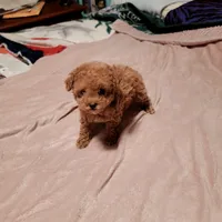 Purple collar , a female Poodle - Toy  for sale in Watsonville, CA – Photo 3 of 5