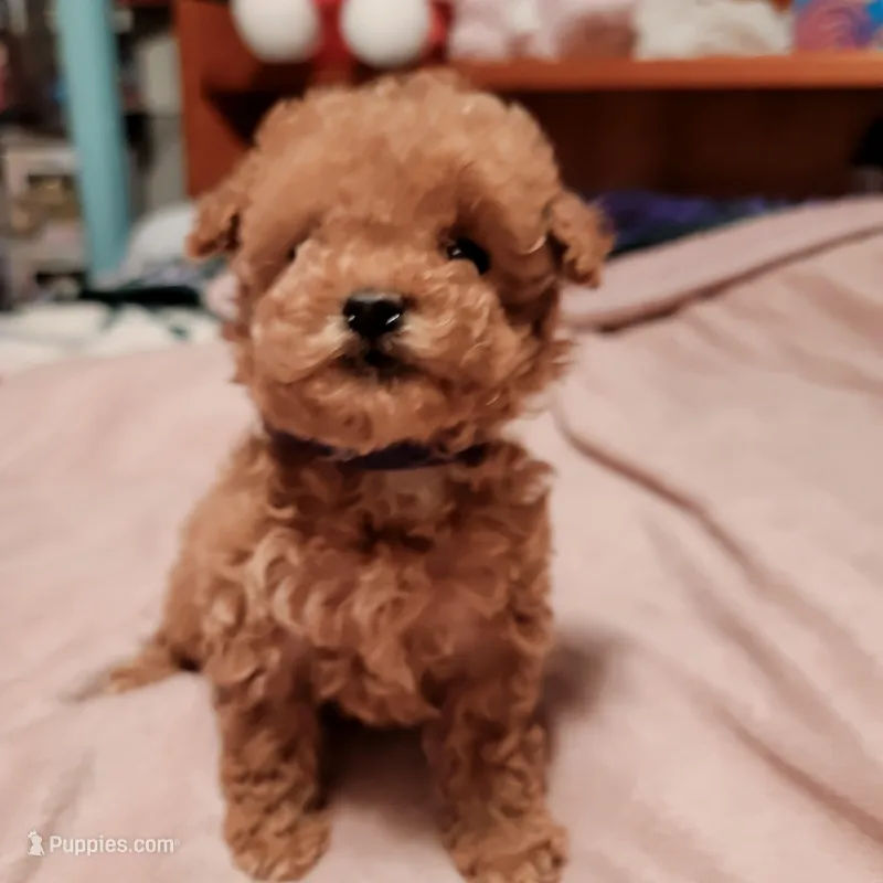Purple collar  – Poodle - Toy  puppy for sale in Watsonville, CA