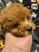 Apricot boy, a male Poodle - Toy  for sale in Watsonville, CA – 2 of 5