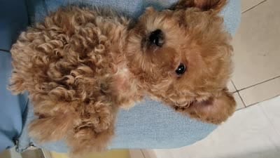 Honey, a female Poodle - Toy  for sale in Watsonville, CA – 10 of 10