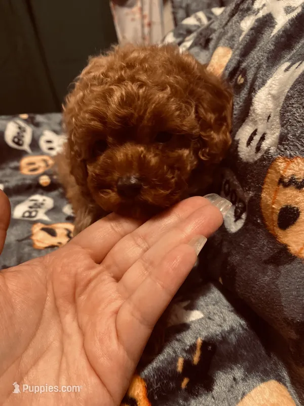 Pink collar – Poodle - Toy  puppy for sale in Watsonville, CA