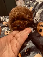 Pink collar, a female Poodle - Toy  for sale in Watsonville, CA – 1 of 5