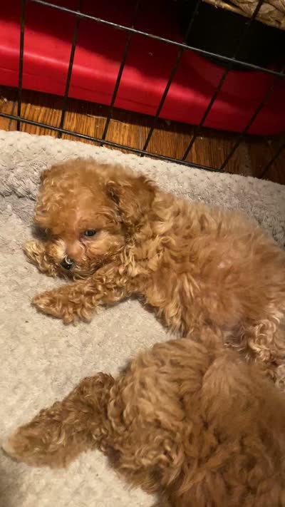 Teddy bear, a male Poodle - Toy  for sale in Watsonville, CA – 10 of 10