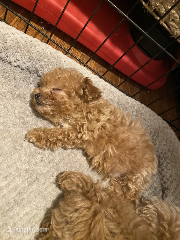 Apricot boy – Poodle - Toy  puppy for sale in Watsonville, CA