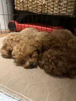 Teddy bear, a male Poodle - Toy  for sale in Watsonville, CA – 7 of 10