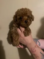 Male1, a male Poodle - Toy  for sale in Watsonville, CA – 2 of 5