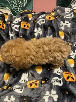 Apricot female, a female Poodle - Toy  for sale in Watsonville, CA – 6 of 6