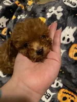 Green Collar , a male Poodle - Toy  for sale in Watsonville, CA – 1 of 5
