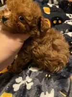 Green Collar , a male Poodle - Toy  for sale in Watsonville, CA – 5 of 5
