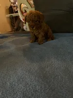 Male 2, a male Poodle - Toy  for sale in Watsonville, CA – 2 of 2