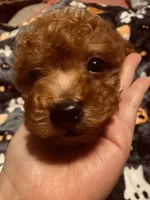 Blue collar , a male Poodle - Toy  and Poodle - Miniature  for sale in Watsonville, CA – 1 of 7