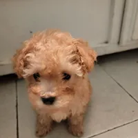 Teddy, a male Maltese and Poodle - Toy  for sale in Watsonville, CA – Photo 2 of 6