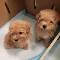 Teddy, a male Maltese and Poodle - Toy  for sale in Watsonville, CA – Photo 6 of 6