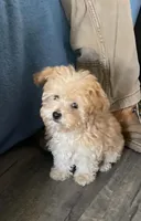Teddy, a male Maltese and Poodle - Toy  for sale in Watsonville, CA – Photo 4 of 7