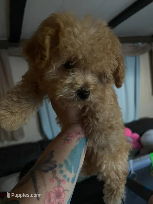 Teddy – Maltese, Poodle - Toy  puppy for sale in Watsonville, CA