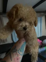 Teddy, a male Maltese and Poodle - Toy  for sale in Watsonville, CA – Photo 1 of 7