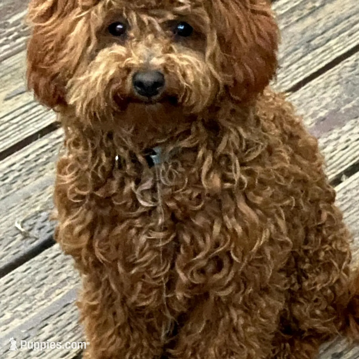 Teddy, a male Maltese and Poodle - Toy  for sale in Watsonville, CA – Photo 5 of 6