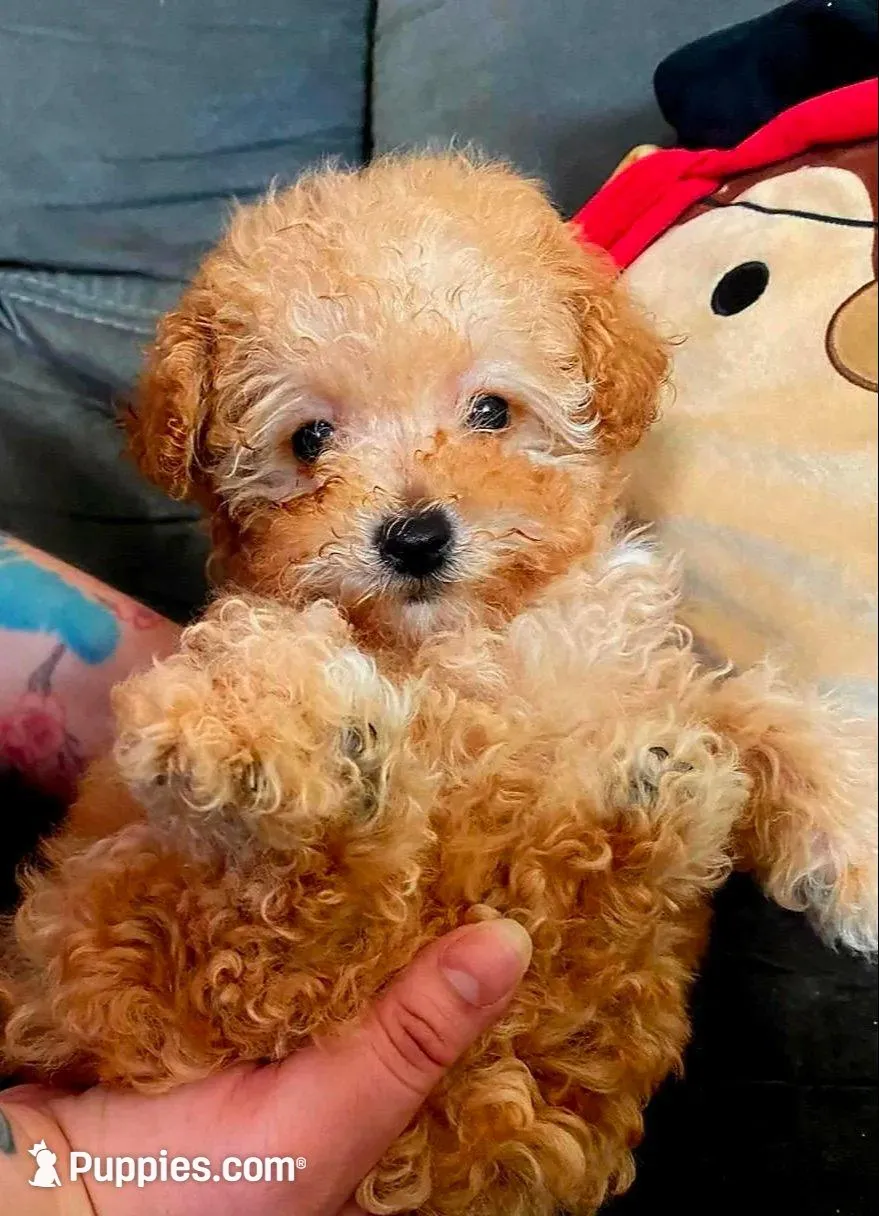 Teddy, a male Maltese and Poodle - Toy  for sale in Watsonville, CA – Photo 3 of 7