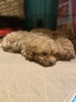 Honey, a female Poodle - Toy  for sale in Watsonville, CA – 5 of 10