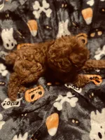 White collar, a female Poodle - Toy  for sale in Watsonville, CA – 5 of 5