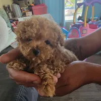 Female 2, a female Poodle - Toy  for sale in Watsonville, CA – 3 of 7