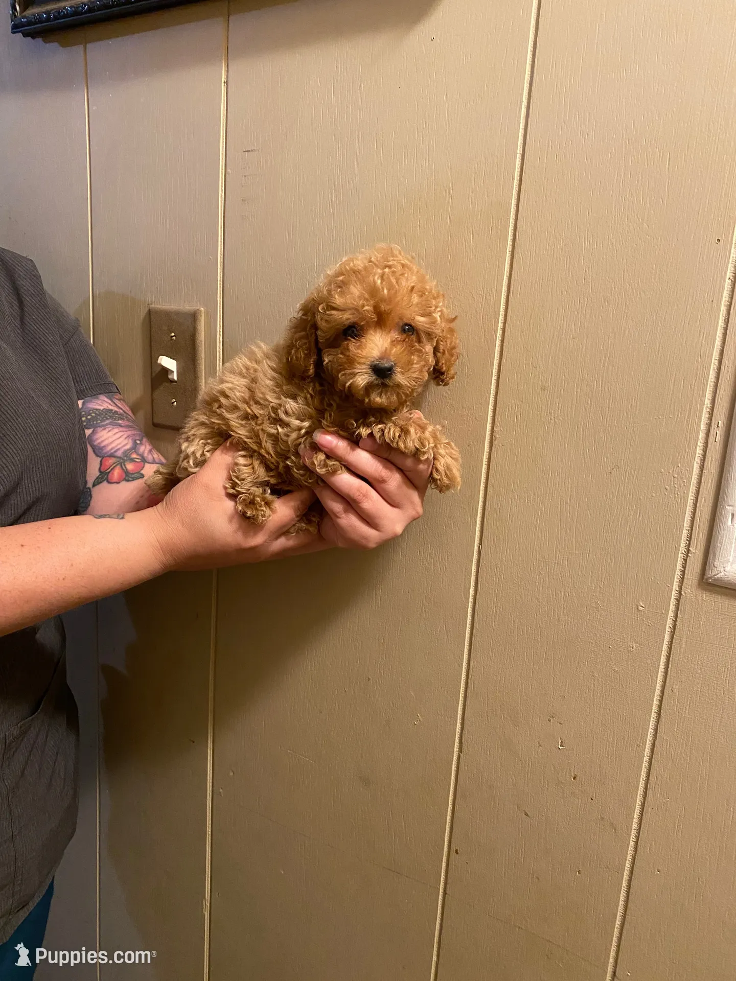 Honey, a female Poodle - Toy  for sale in Watsonville, CA – 2 of 10