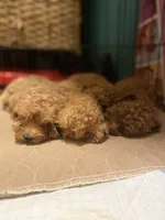 Honey, a female Poodle - Toy  for sale in Watsonville, CA – 6 of 10