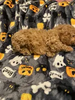 Apricot female, a female Poodle - Toy  for sale in Watsonville, CA – 4 of 6