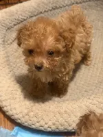 Teddy bear, a male Poodle - Toy  for sale in Watsonville, CA – 2 of 10
